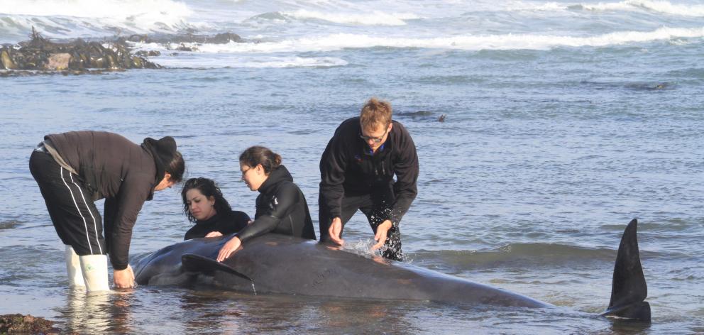 Daniel Tipa, left, and three members of Dive Otago try to help a pilot whale  on the North Otago...