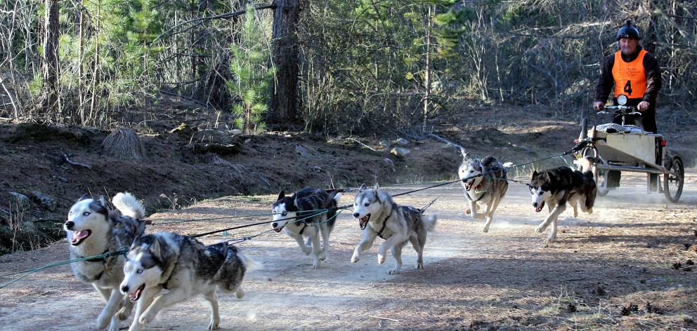 Siberian Huskies sprint down a track, hauling driver Stephen Potter through the Naseby Forest at...