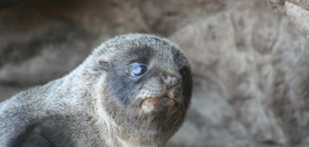 You are? . . . A young fur seal on the Otago Peninsula. Photo by Rebecca Ottley.