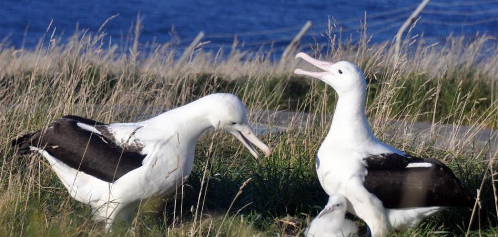 Photo: Royal Albatross Centre