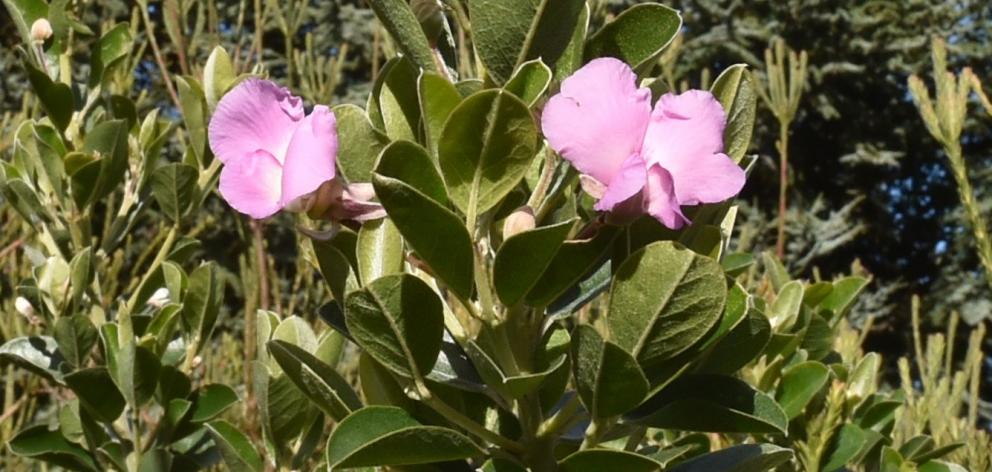 Podalyria calyptrata. Photo: Gregor Richardson.
