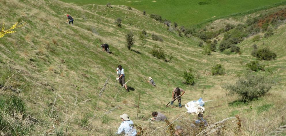 A gang plants native trees  in the lower Motatapu Valley. Photo: Guy Williams.