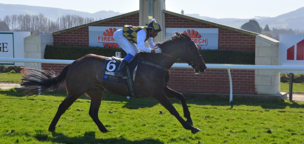 Ric O’Shea returns to winning form in style at Wingatui yesterday. Photo: Matt Smith.