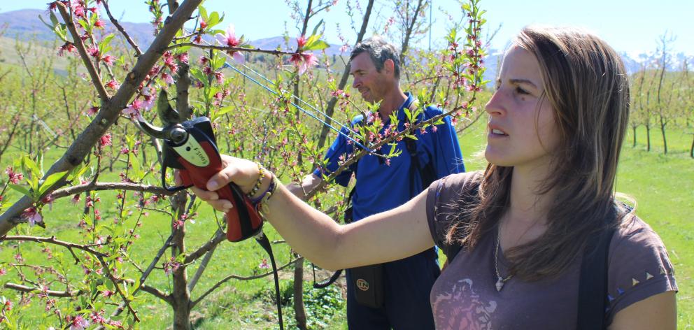 Jerome Torrey (left), of Alexandra, and Justine Seignez, of France, finish pruning  peach  trees...