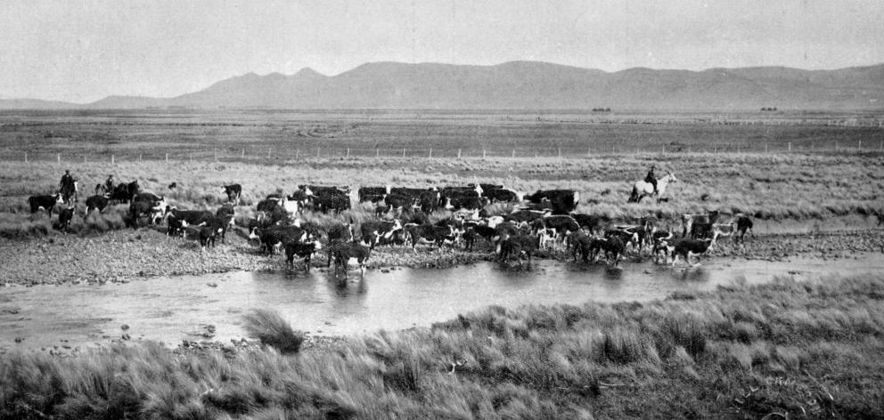 A scene on the Awarima Estate, Southland: a draft of cattle mustered for the inspection of buyers. - Otago Witness, 11.10.1916.