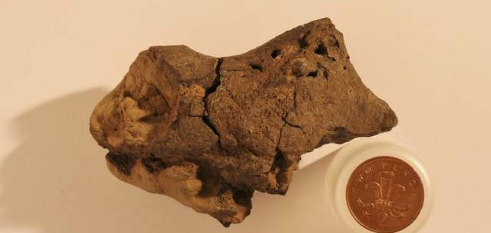 first known example of fossilised brain tissue from a dinosaur, and say it resembles the brains...