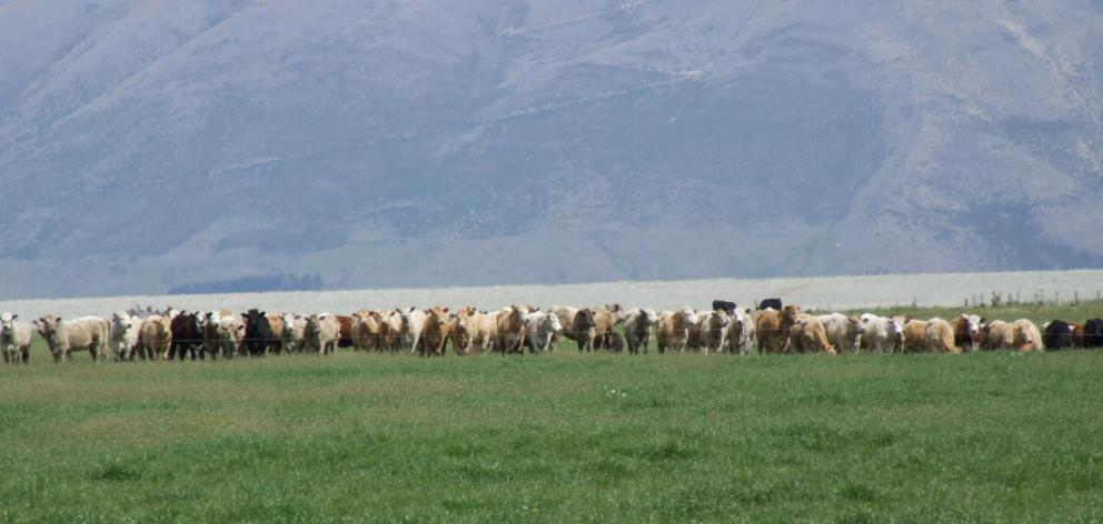 Grass-fed beef will be part of Beef and Lamb’s new strategy to develop the red meat sector. Photo...