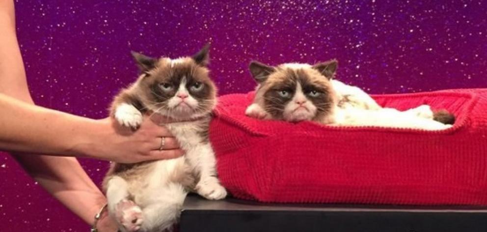Grumpy Cat, one of the internet's most popular memes now has a wax replica at Madame Tussaud's in...