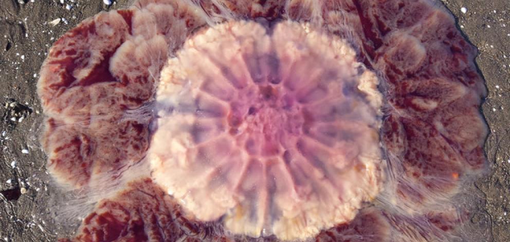 Lion's mane jellyfish have washed ashore a Whangarei beach after rough seas. Photo: Andrea Robinson