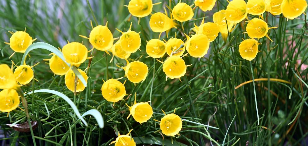 Narcissus bulbocodium. Photo: Peter McIntosh.