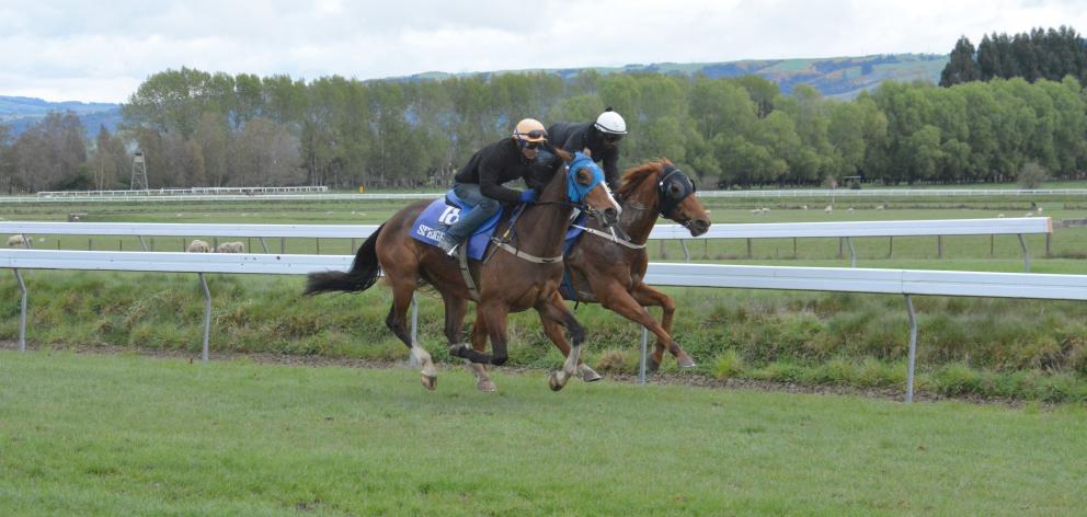 Shantav (left, ridden by Raaz Roy) gets the better of Back In The Day to win a seven-horse heat at the Wingatui jumpouts yesterday. Photo by Matt Smith.