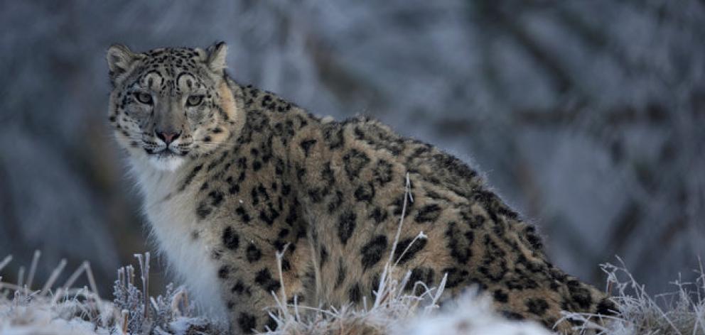 An estimated 221 to 450 snow leopards were killed annually since 2008, their pelts sell for...