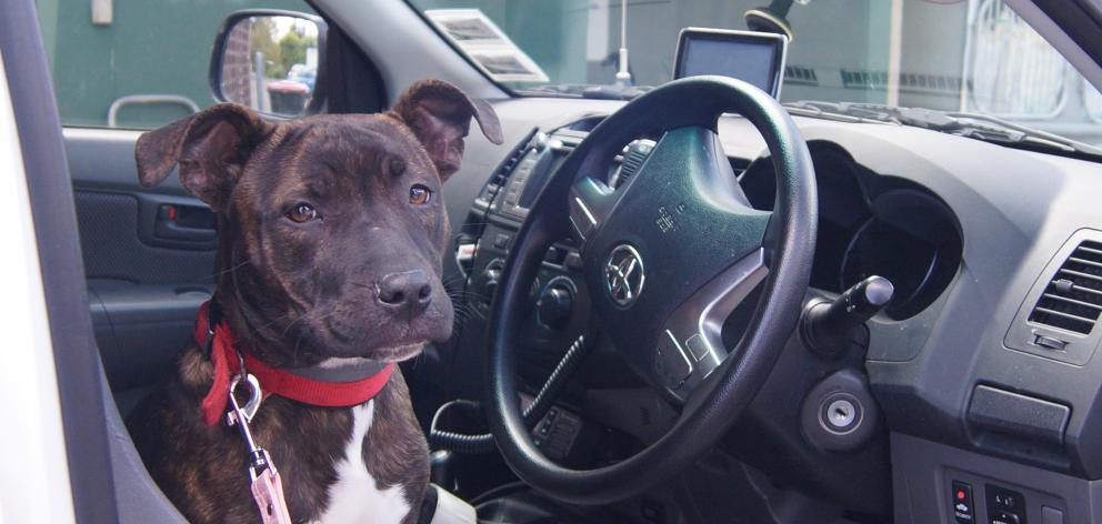 SPCA Otago rescue dog Karma sits in one of the SPCA vehicles. Photo: Greta Yeoman