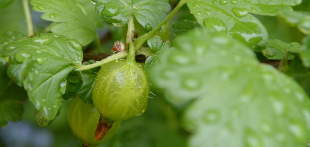 Gooseberry bushes planted this year should be summer-pruned soon to build a well-shaped bush and...