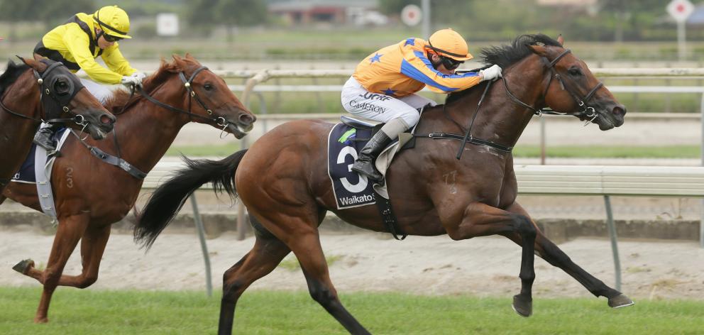 Heroic Valour in winning form at Matamata in February. He is one of two Te Akau-trained colts in...