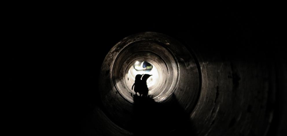 Two penguins going through the penguin underpass. Photo by Shelley Ogle.
