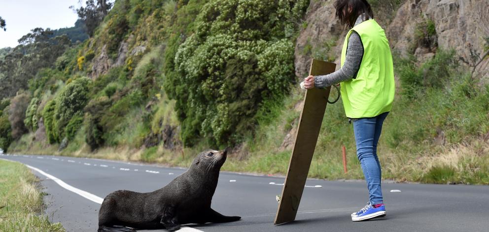 Photo: Peter McIntosh.