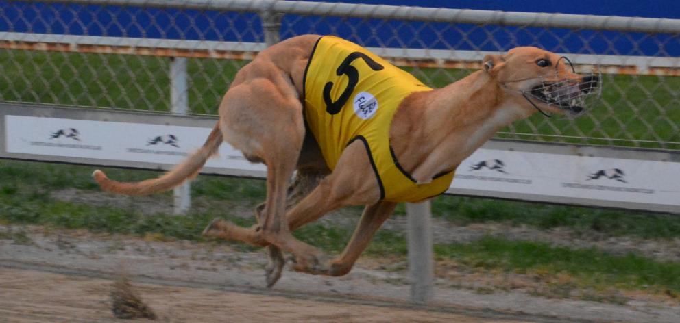 The brilliant Swimming Goat  wins the feature Galaxy Sprint  at Addington last night. Photo: Matt...