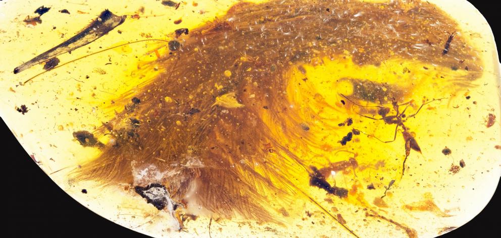The tip of a dinosaur tail section, preserved in amber. Photo: Reuters 