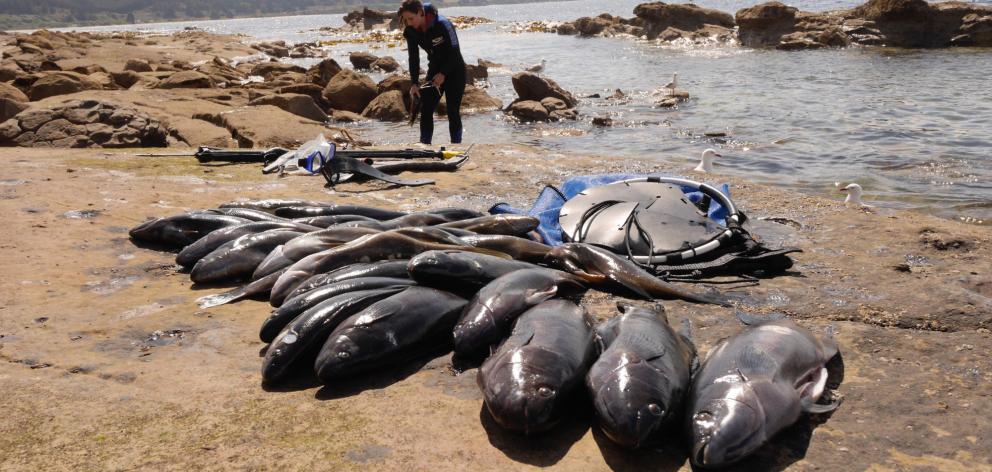Butterfish caught by spearfishing at Shag Point. Photo: supplied.