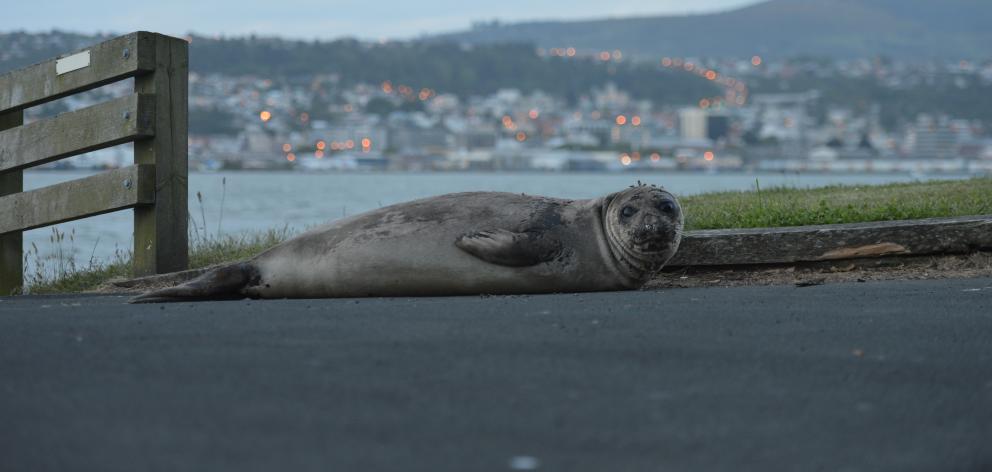 A young elephant seal in the mault hauled itself ashore near the Sea Scout shed on Portobello road on Monday. Photo by Stephen Jaquiery.