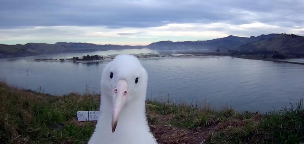 Department of Conservation ranger Lyndon Perriman said he was excited the webcam, which had about...