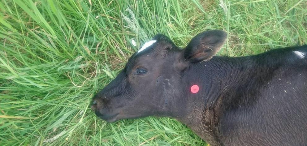 Police are investigating the killing of a calf which was found dead on Sunday. Photo: Dan Studholme
