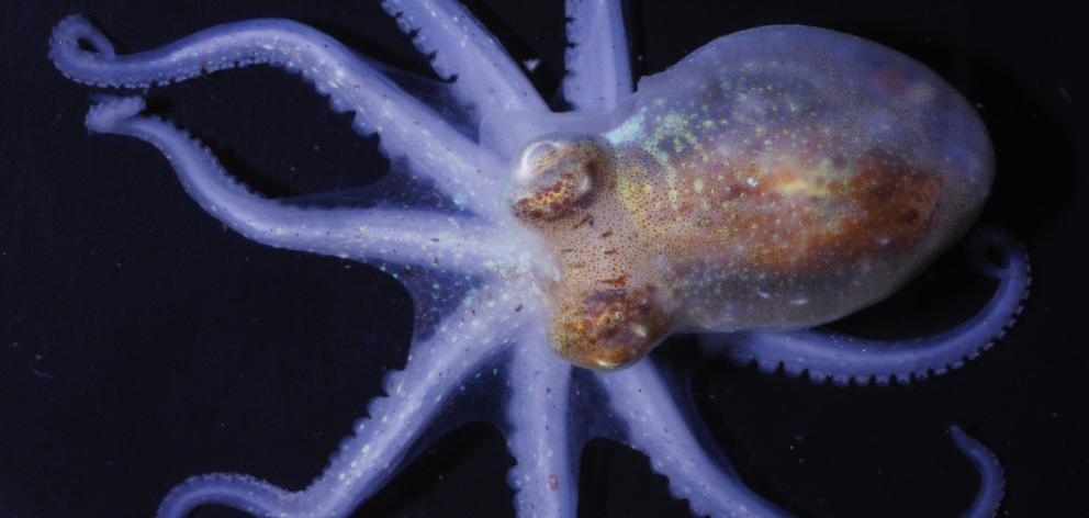 Juvenile octopus about 4cm long, found on the summit of Rumble III seamount, one of many undersea...