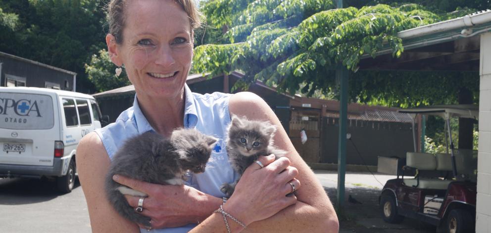 SPCA Otago vet Helen Beattie holds two kittens up for adoption, just two of many the SPCA...