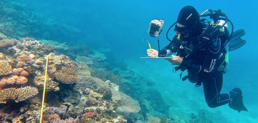 Researcher Grace Frank carrying out bleaching surveysin an area known as One Tree Reef, in the...