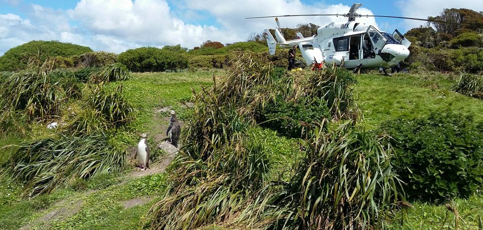 A couple of penguins keep a Department of Conservation staff member company on Enderby Island...