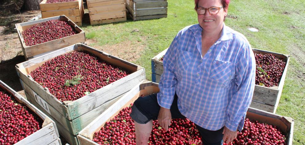 Cherry Chaos co-organiser Janet McDonald mashes some  fruit before today’s  Roxburgh event. Photo...