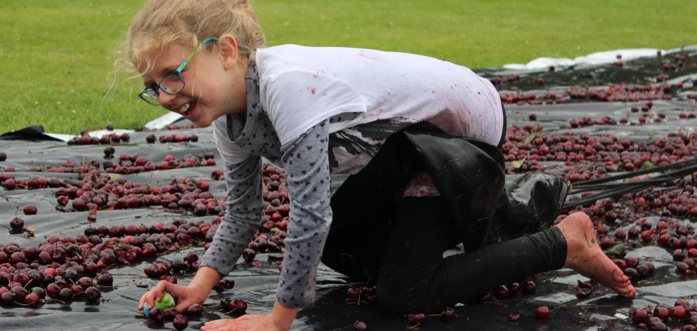 Eva Richards (10), of Roxburgh, crawls  through cherries to claim sweet treats. Photo: Jono Edwards.
