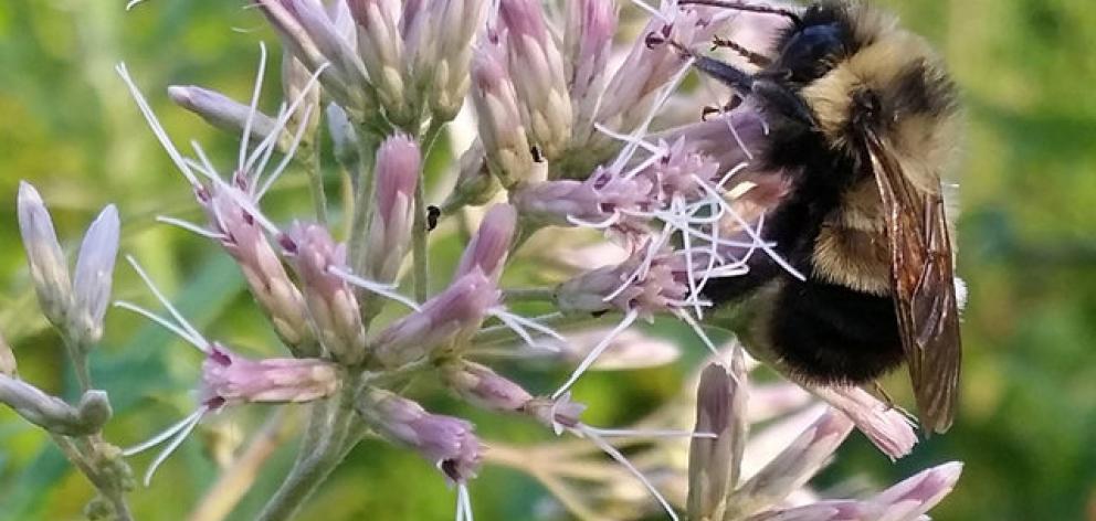 The rusty patched bumble bee which the US Fish and Wildlife Service proposed listing for federal...