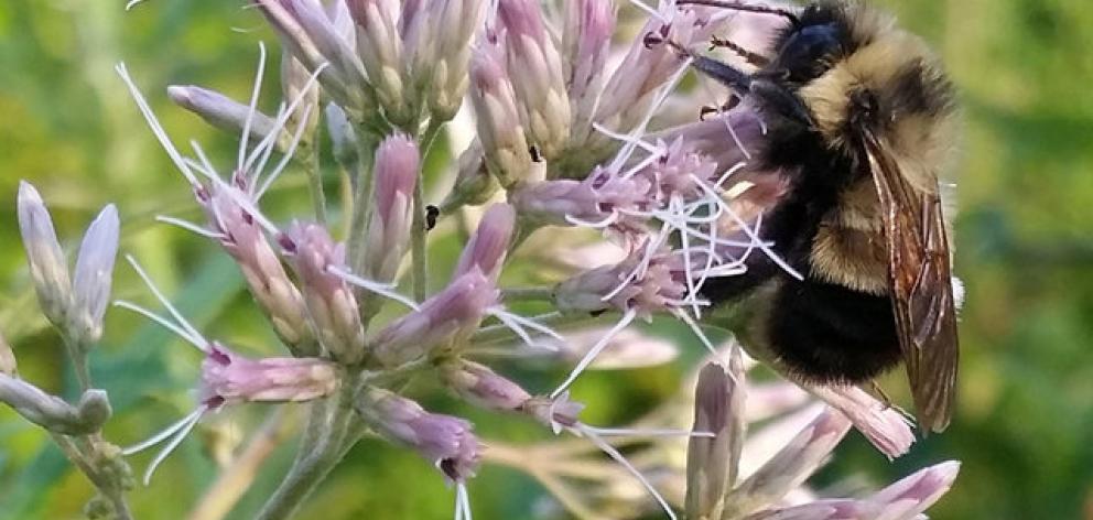 The rusty patched bumble bee which the US Fish and Wildlife Service proposed listing for federal protection as an endangered species. Photo: Reuters