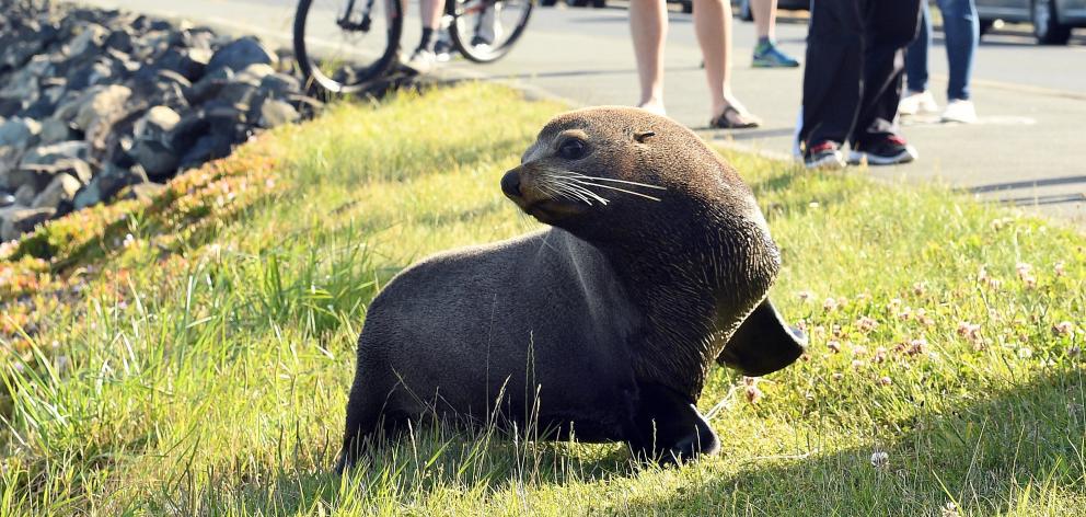 The fur seal affectionately know by locals as 'Dale' has been found dead after being hit by a train. Photo: Stephen Jaquiery