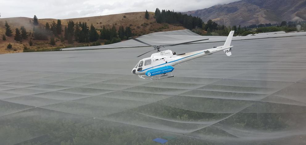 A helicopter is used to dry cherries at an orchard in Cromwell. Photo: Reuters