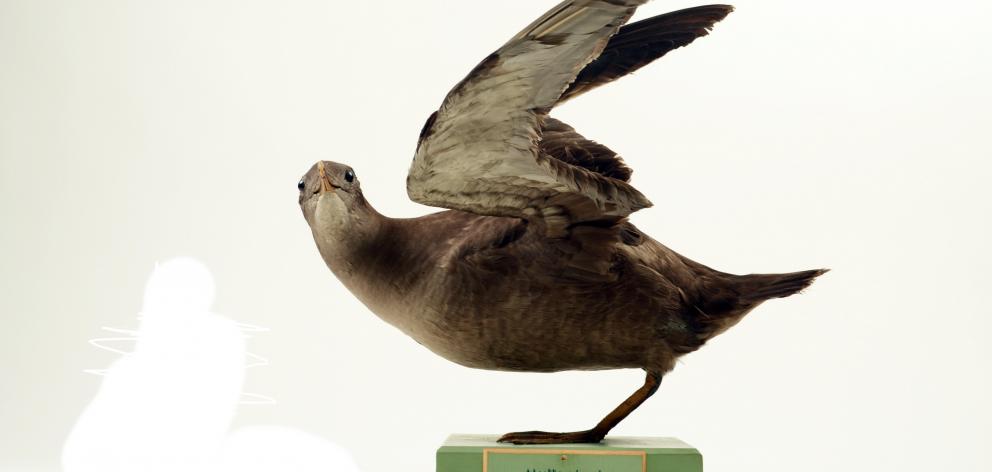 The muttonbird (Puffinus griseus) from the earliest Otago Museum exhibits. Photos: Otago museum.