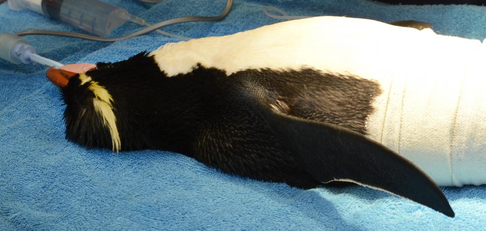 The injured Fiordland crested penguin is anaesthetised in preparation for its  operation. Photos:...