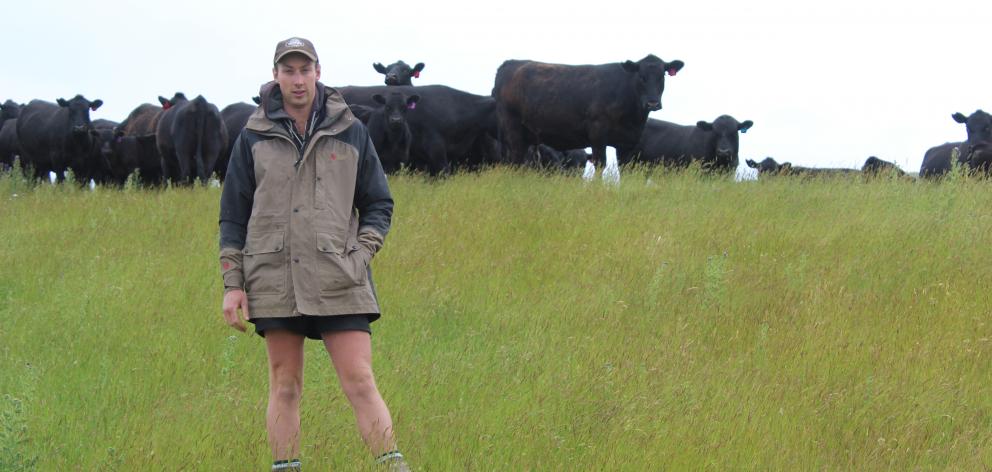 Mount Linton Station shepherd Allen Gregory with some of the station’s Angus cows and calves....