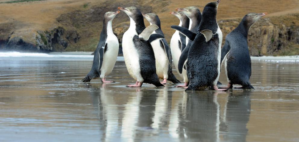 A group of  yellow-eyed penguins on Otago Peninsula. Photo: Craig Baxter.