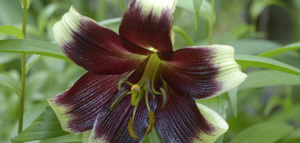 Lilium nepalense.