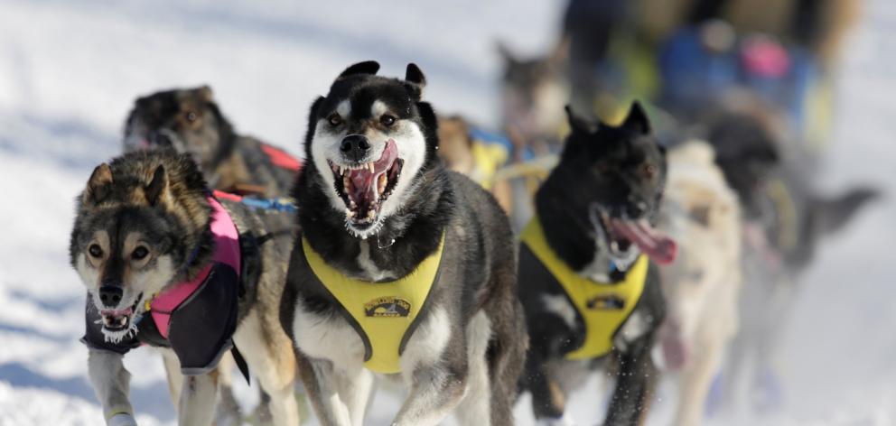 Melissa Stewart's team competes in the official restart of the Iditarod sled dog race across the...