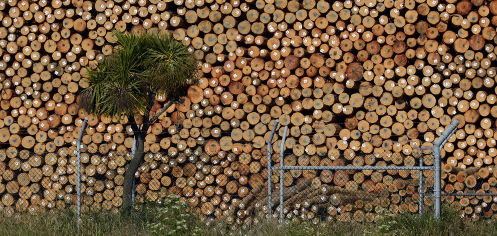 Forestry on track for ‘‘banner year’’; stacked logs in Dunedin. Photo: Gerard O'Brien.