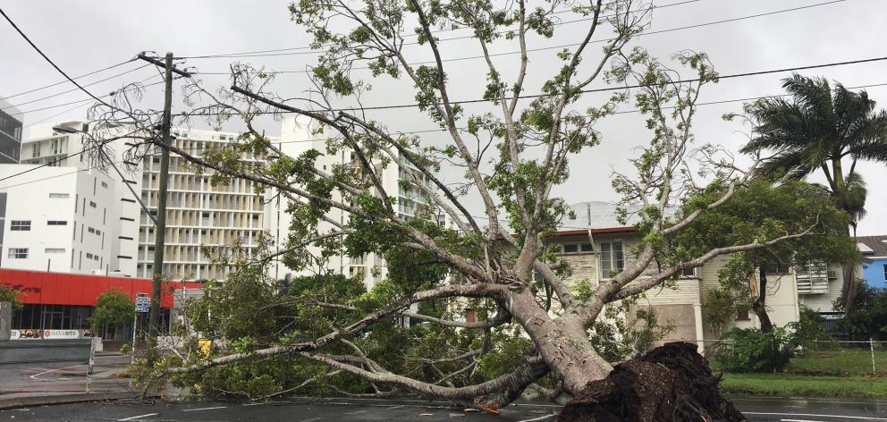 A tree is blown down in heavy winds in Mackay, Queensland while Cyclone Debbie rages on. Photo: ABC