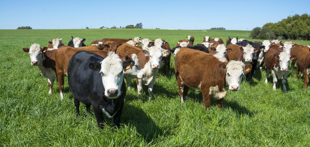 Beef prices are headed towards a new record for the month. PHOTO: ODT FILES