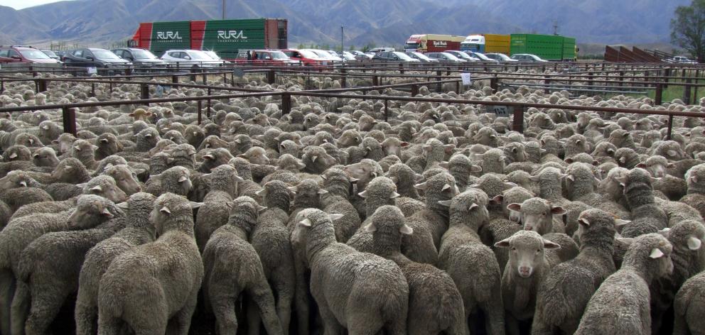 New Zealand is working to position its beef and lamb as a premium food choice. Photo: ODT.