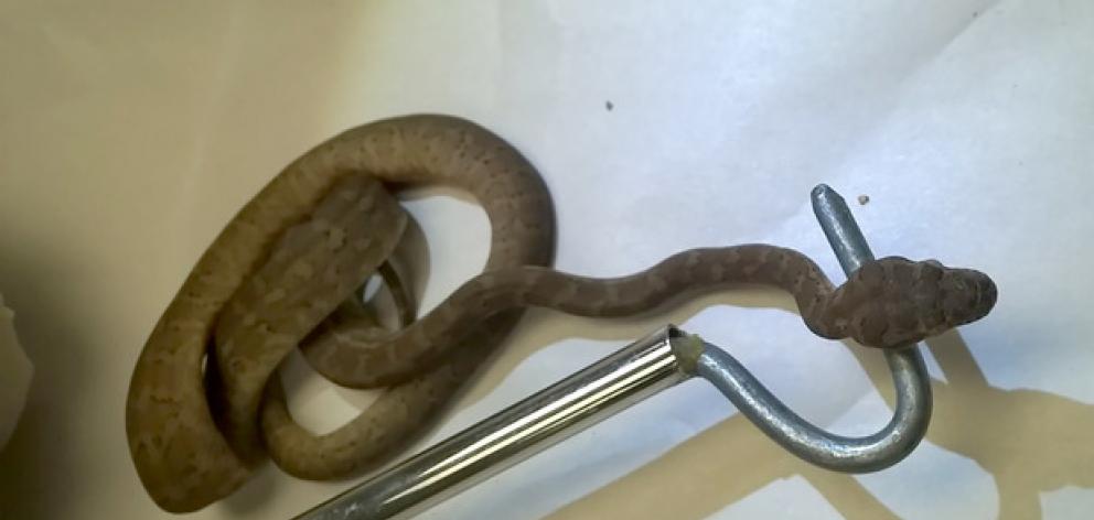 A snake has been caught after hitching a ride on a private jet. Photo: NZ Herald