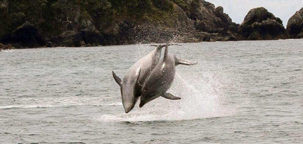 The dolphins (above and below), part of a pod of between 20 and 30, frolic in the Hauraki Gulf....