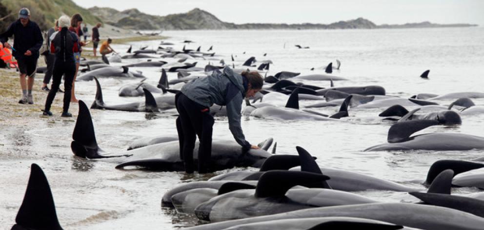 Only 45% of stranded whales are successfully refloated, Department of Conservation figures show....